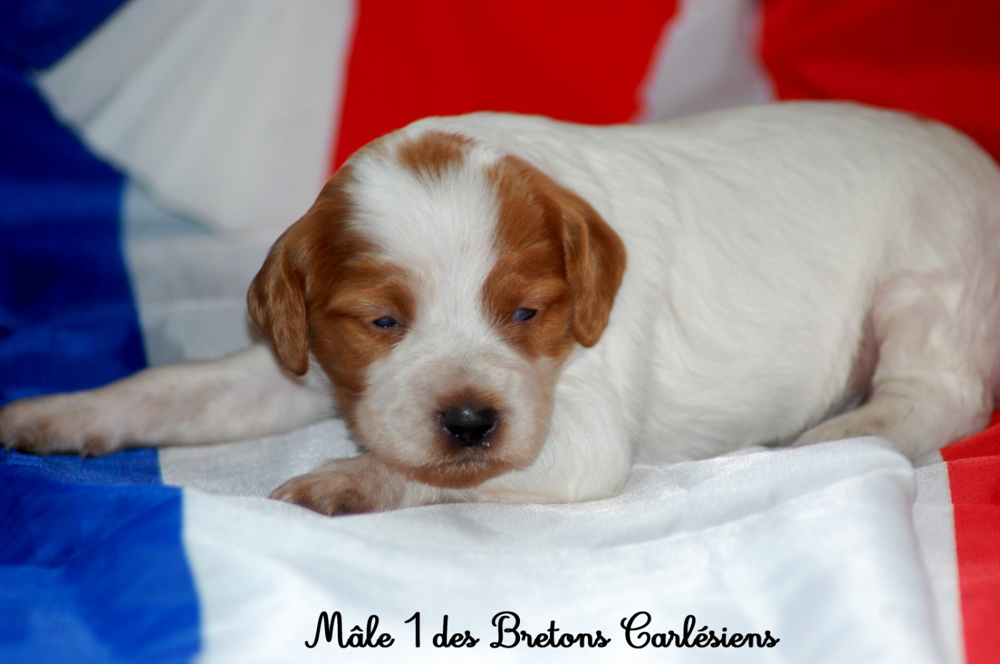 Des Bretons Carlésiens - Chiots disponibles - Epagneul Breton
