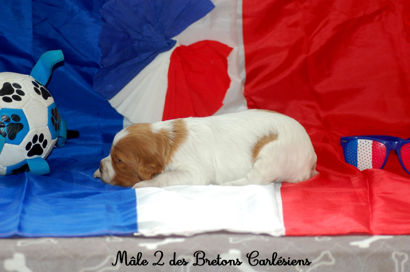 Des Bretons Carlésiens - Chiots disponibles - Epagneul Breton
