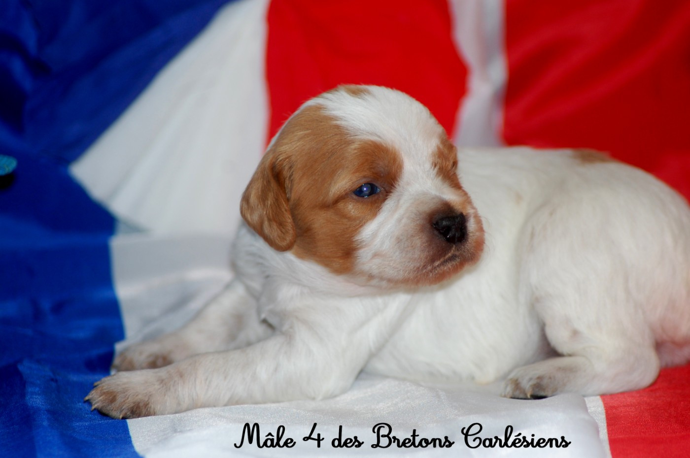 Des Bretons Carlésiens - Chiots disponibles - Epagneul Breton