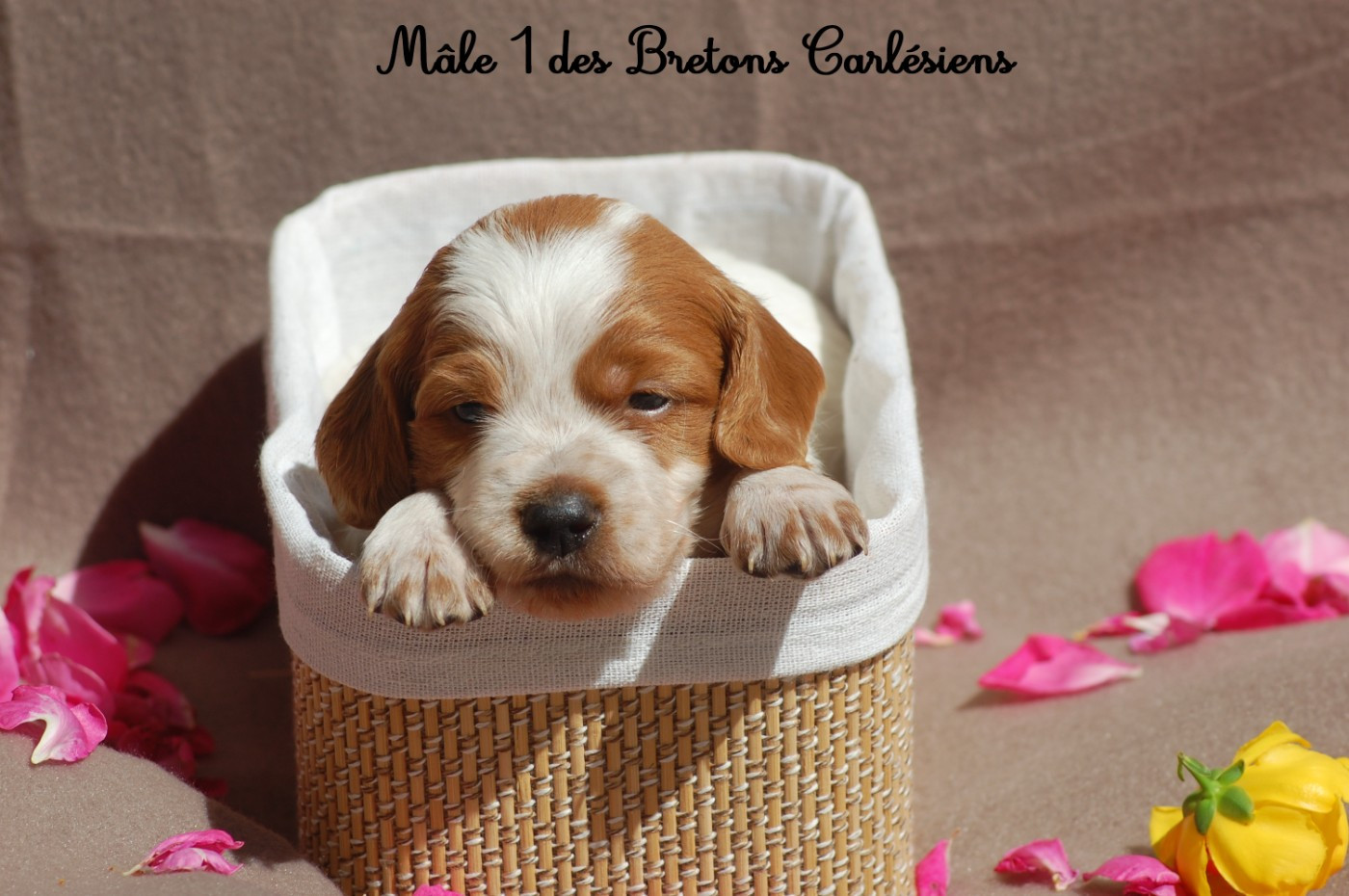 Des Bretons Carlésiens - Chiots disponibles - Epagneul Breton
