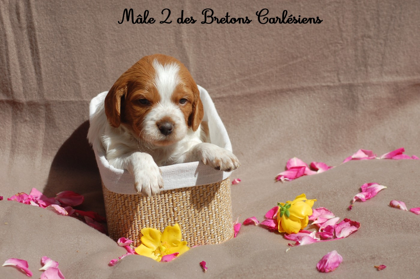 Des Bretons Carlésiens - Chiots disponibles - Epagneul Breton