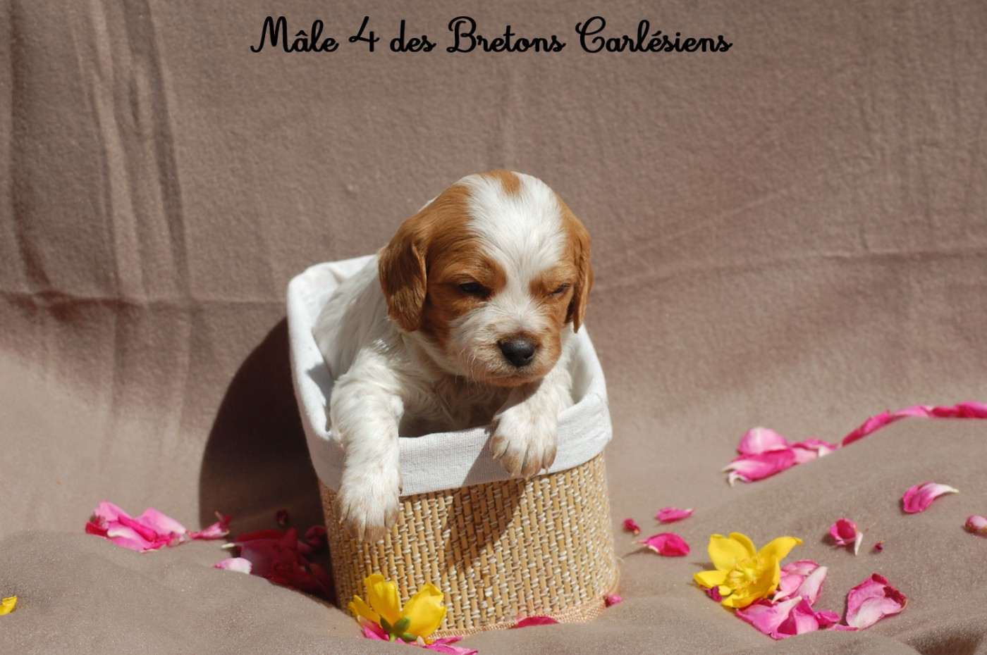 Des Bretons Carlésiens - Chiots disponibles - Epagneul Breton