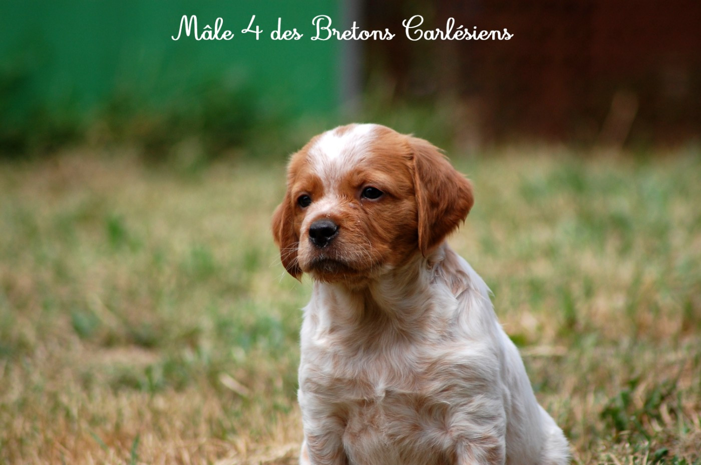 Des Bretons Carlésiens - Chiots disponibles - Epagneul Breton