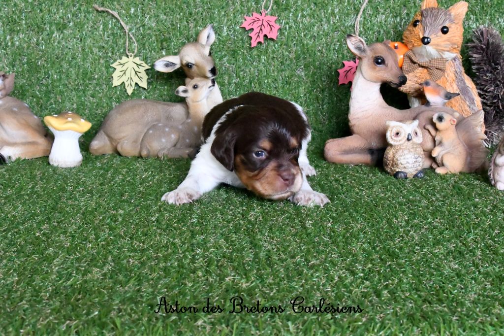 Des Bretons Carlésiens - Epagneul Breton - Portée née le 08/10/2025
