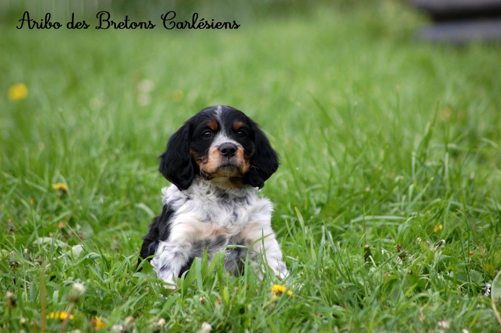 Des Bretons Carlésiens - Chiots disponibles - Epagneul Breton