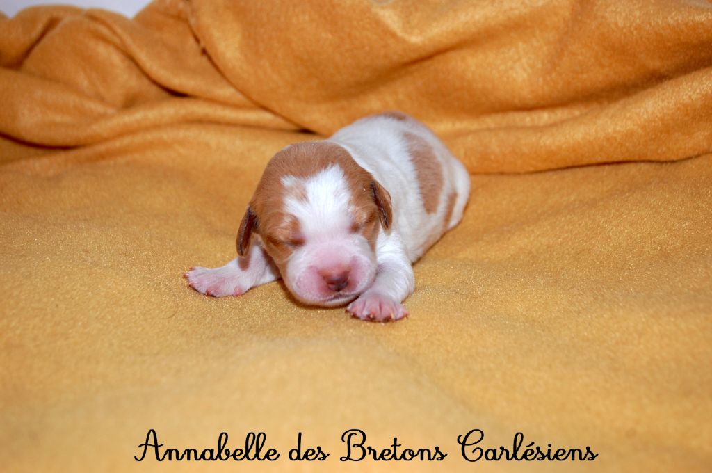 Des Bretons Carlésiens - Chiots disponibles - Epagneul Breton