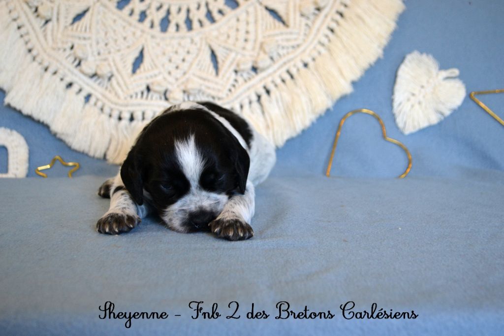 Des Bretons Carlésiens - Chiots disponibles - Epagneul Breton