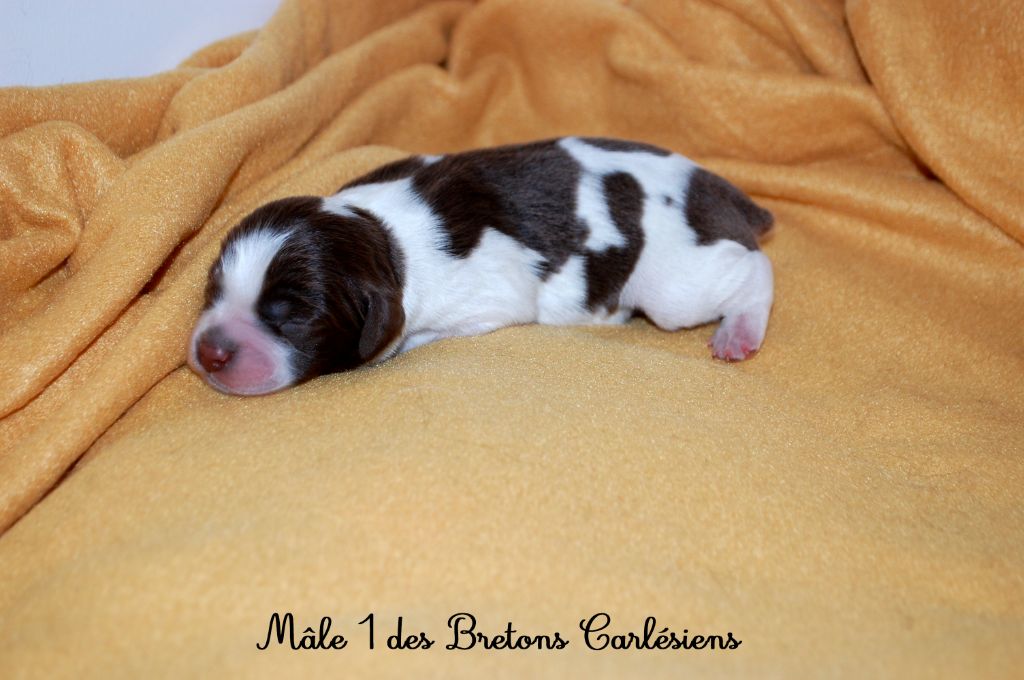 Des Bretons Carlésiens - Chiots disponibles - Epagneul Breton