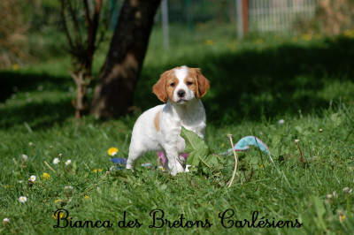 F5 Bianca