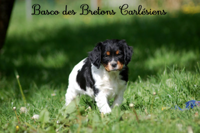 Basko