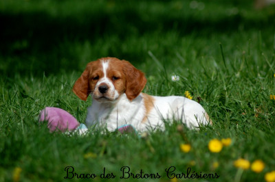 M3 Braco