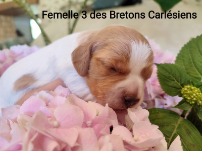 Femelle 3