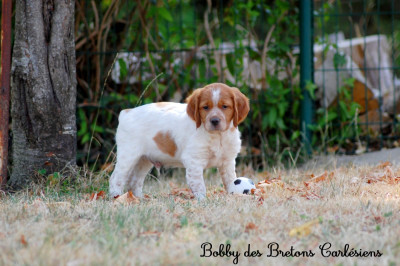 Bobby