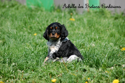 Achille