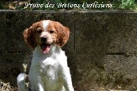 Prune
