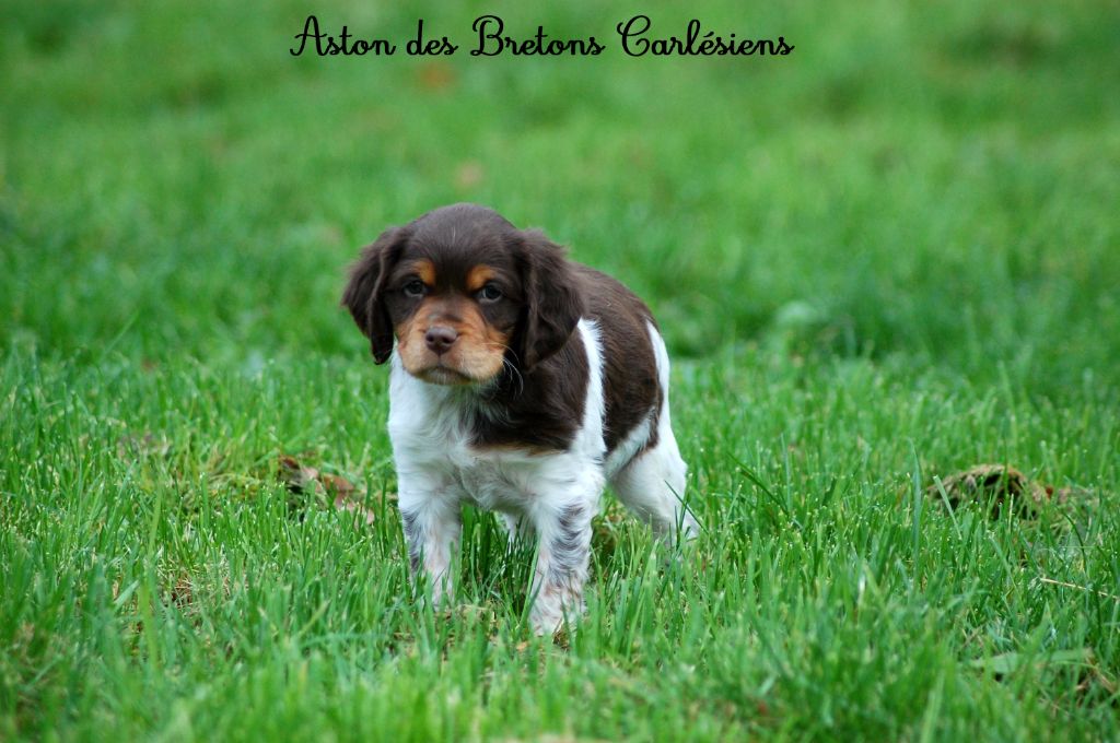 Des Bretons Carlésiens - Epagneul Breton - Portée née le 08/10/2025