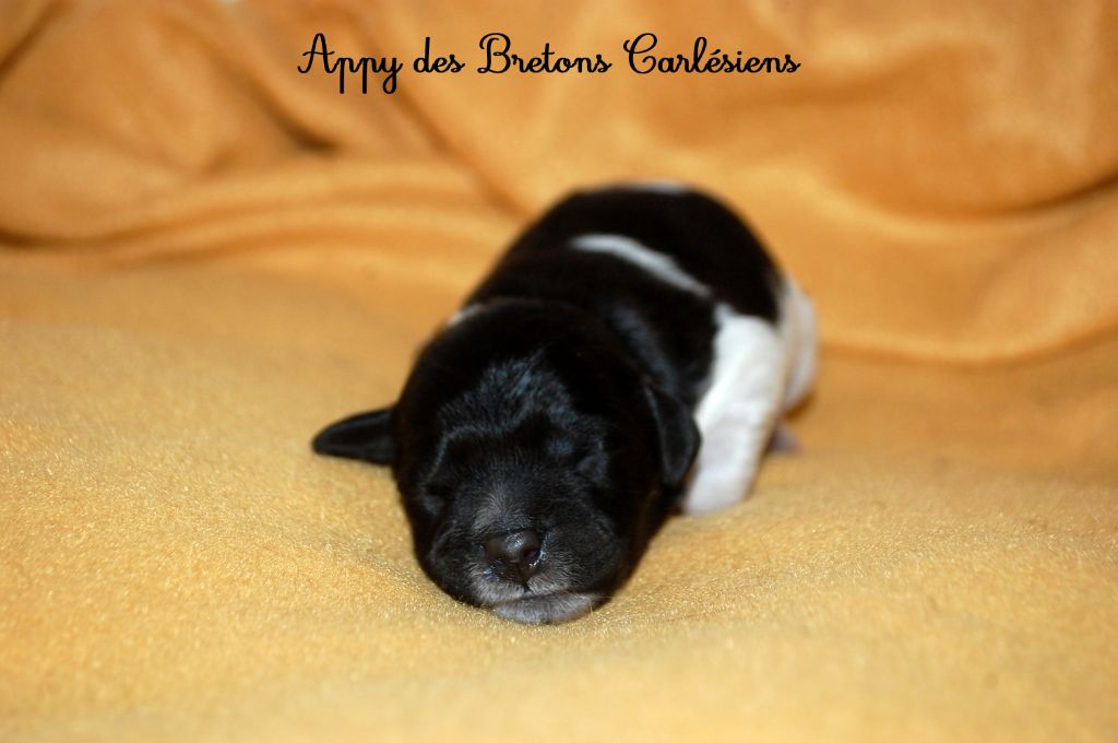 Des Bretons Carlésiens - Chiots disponibles - Epagneul Breton
